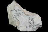 Detailed Silurian Fossil Algae (Leveillites) - Estonia #91893-1